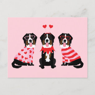Valentines day Bernese Mountain Hundar Vykort