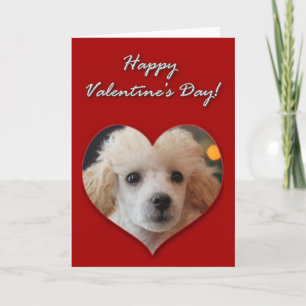 Valentines day-kort för valpar i Pudel Helgkort