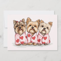 Valentines day Yorkshire Terrier Hundar