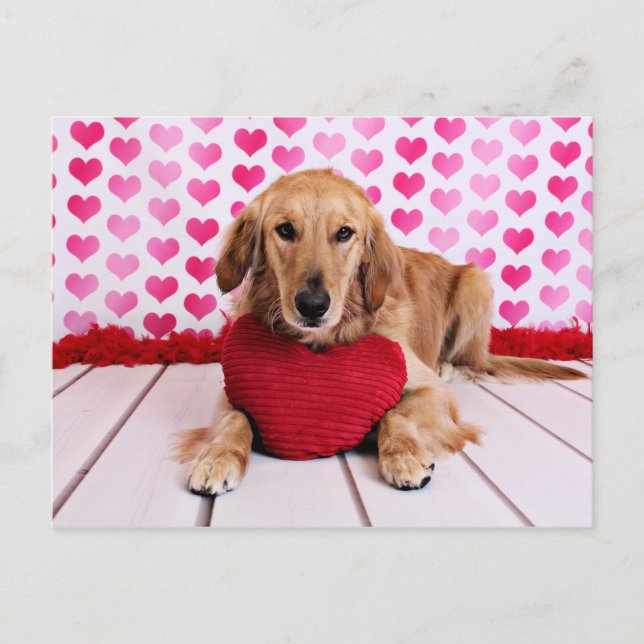 Valentines - guld- Retriever - JJ Helg Vykort (Framsida)