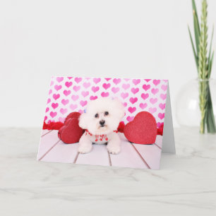 Valentineser - Bichon Frise - Lilly Helgkort