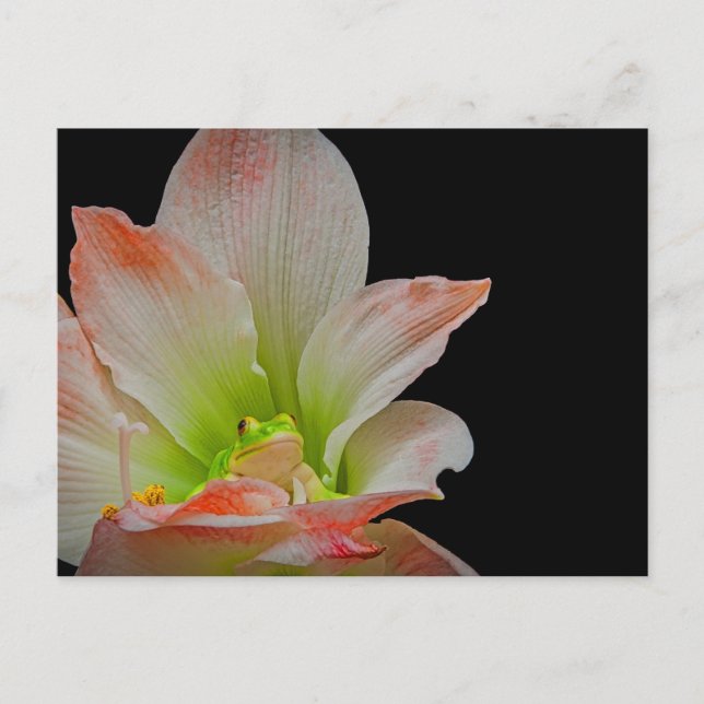 Valentineser Frog Helg Vykort (Framsida)