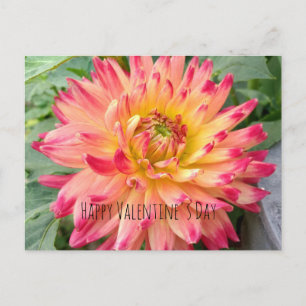 Valentinvykort med rosa och gult dahlia vykort