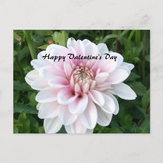 Valentinvykort med vit och rosa dahlia vykort (Framsida)
