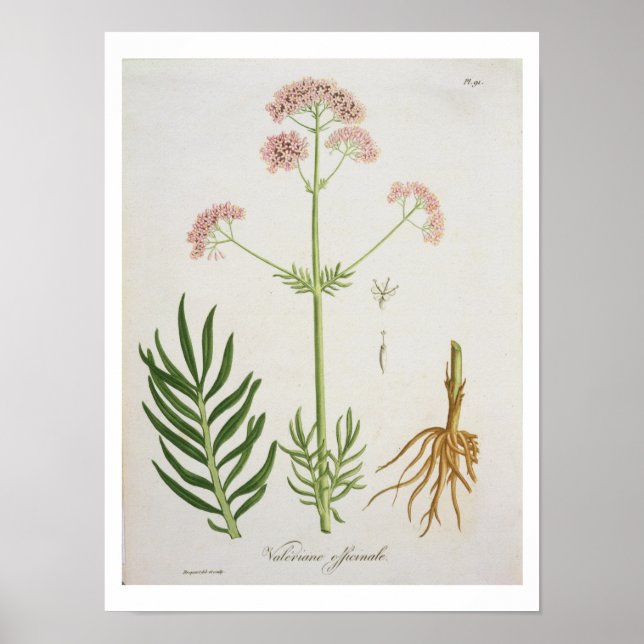 Valerian från "Phytographie Medicale" av Joseph Ro Poster (Framsidan)
