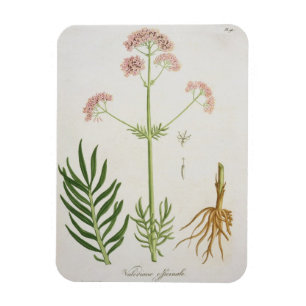 Valerian från "Phytographie Medicale" vid Joseph Magnet