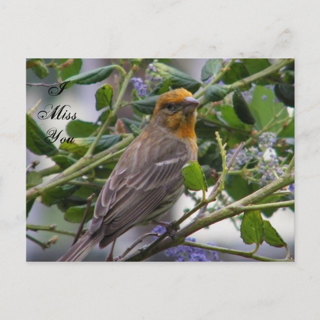 Valfri Tillfälle_ Vykort (Framsida)