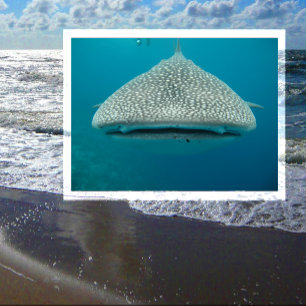 Vålhaj, frontvy, Ansikte Vykort