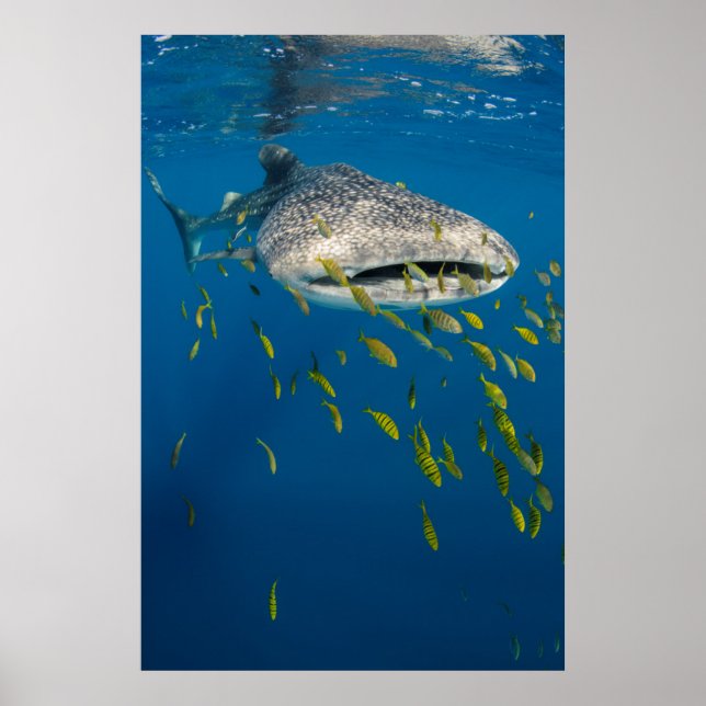 Valhaj med fisk, Indonesien Poster (Framsidan)