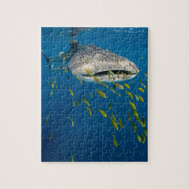 Valhaj med fisk, Indonesien Pussel (Vertikal)