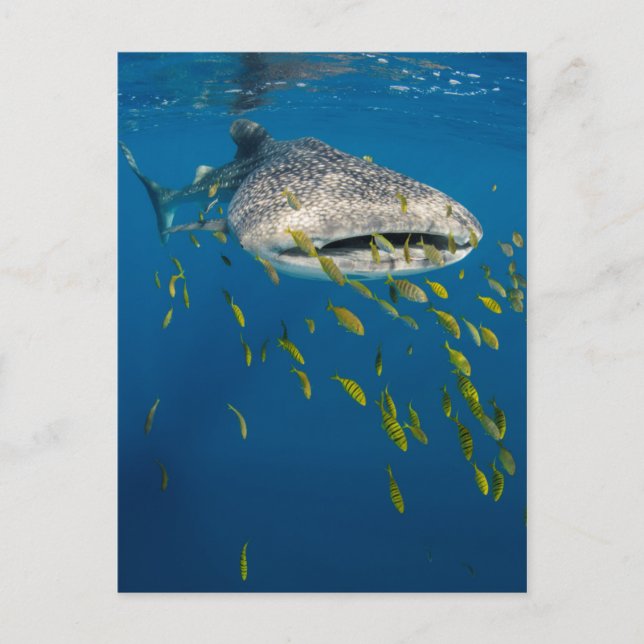 Valhaj med fisk, Indonesien Vykort (Framsida)