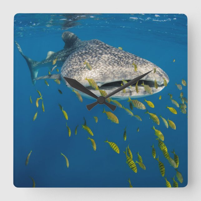 Valhaj med fisken, Indonesien Fyrkantig Klocka (Framsida)