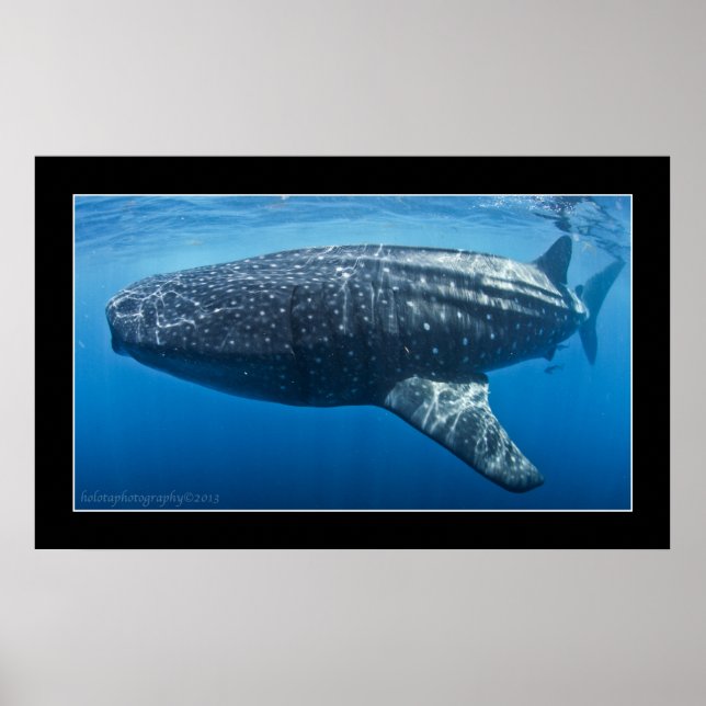 Vålhaj nr 3 poster (Framsidan)