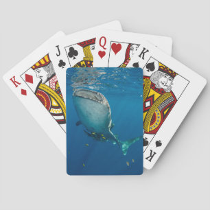 Valhaj och fisk casinokort