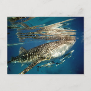 Vålhaj- och morafisk vykort