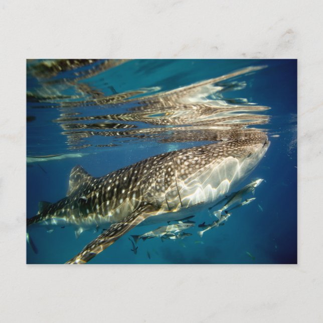 Vålhaj- och morafisk vykort (Framsida)