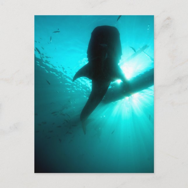 Valhaj siluett vykort (Framsida)