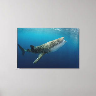 Valhaj Swimming Canvastryck