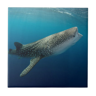 Valhaj swimming kakelplatta