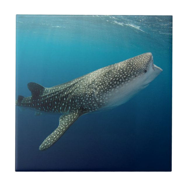 Valhaj swimming kakelplatta (Framsidan)
