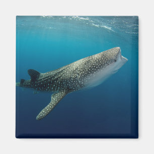 Valhaj swimming magnet