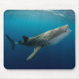 Valhaj swimming musmatta