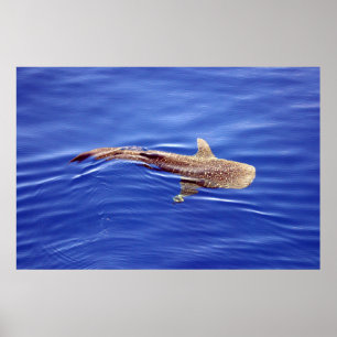 Valhajaffisch Poster
