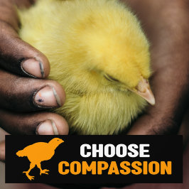 Välj Compassion, Vegan Activism Bildekal
