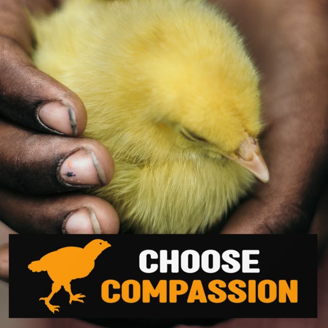 Välj Compassion, Vegan Activism Bildekal (Skapare uppladdad)