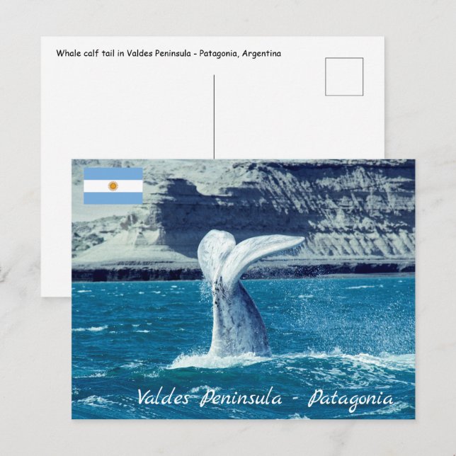 Valkalvsvans - Argentina Vykort (Fram/baksida)
