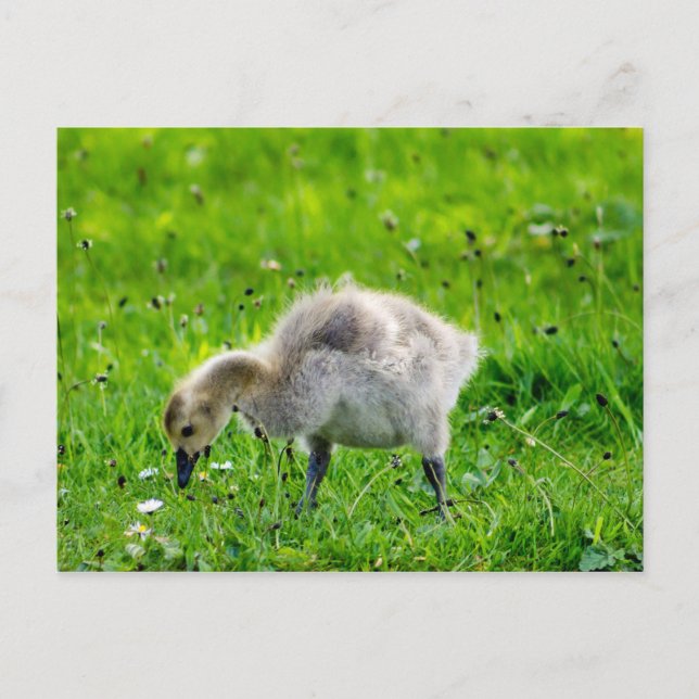 Välkomlig gässling från Kanada Vykort (Framsida)