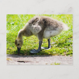Välkomlig gässling från Kanada Vykort