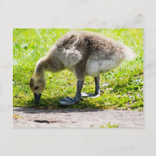 Välkomlig gässling från Kanada Vykort