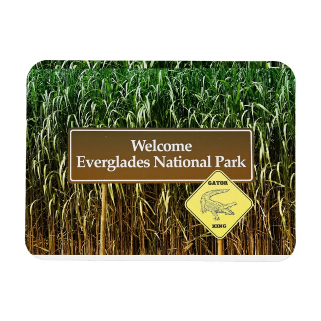 Välkommen Everglades nationalpark, Gator Crossing Magnet (Horisontell)