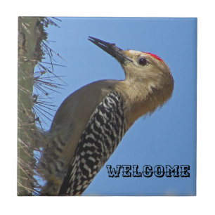 Välkommen Gila Woodpecker Photo Southwest Bird Kakelplatta
