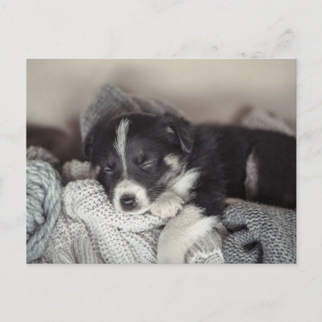 Välkommen julkort med sovande valp helg vykort (Framsida)