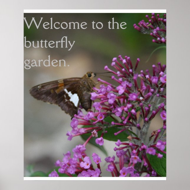 Välkommen till Butterfly Garden Poster—Skipper Poster (Framsidan)