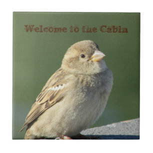Välkommen till Cabin Small Brown Sparrow Photo Bir Kakelplatta