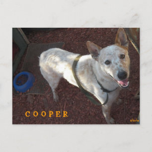 VÄLKOMMEN TILL DITT NYA HEM COOPER MEDDELANDE VYKORT