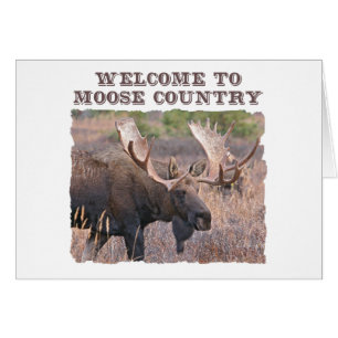 Välkommen till Moose Land Hälsningskort