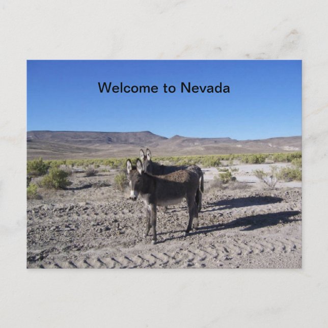 Välkommen till Nevada Postcard med 2 burros Vykort (Framsida)