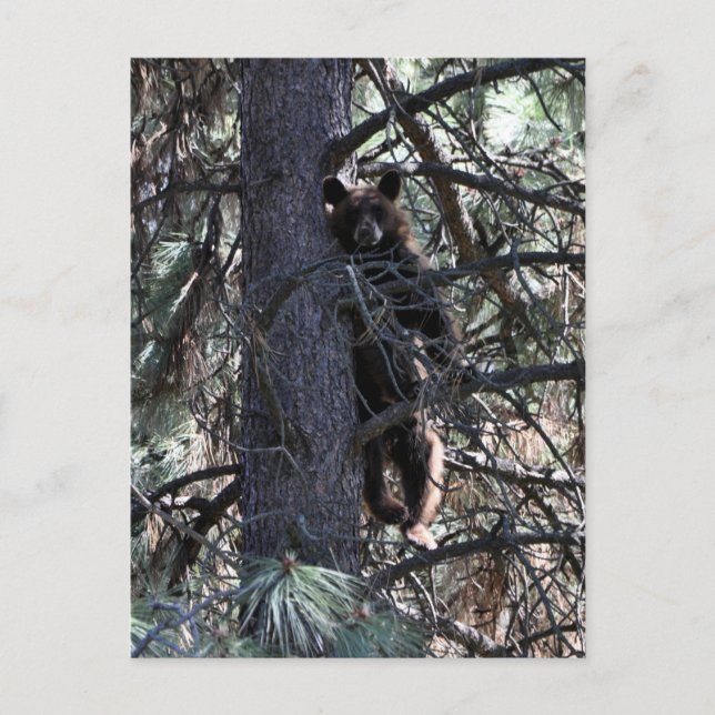 Välkommen till systrarna vykort (Framsida)