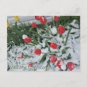 Välkommen till Wisconsin Tulips i Snö i april Vykort