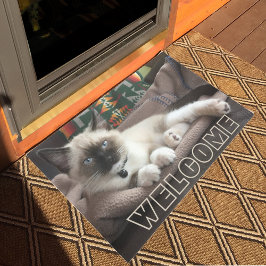 Välkomna, ärade Blue Eyed Siamese Kitten