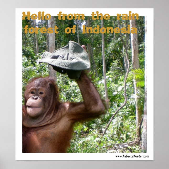 Välkomna för Orangutan regnskog Poster (Framsidan)