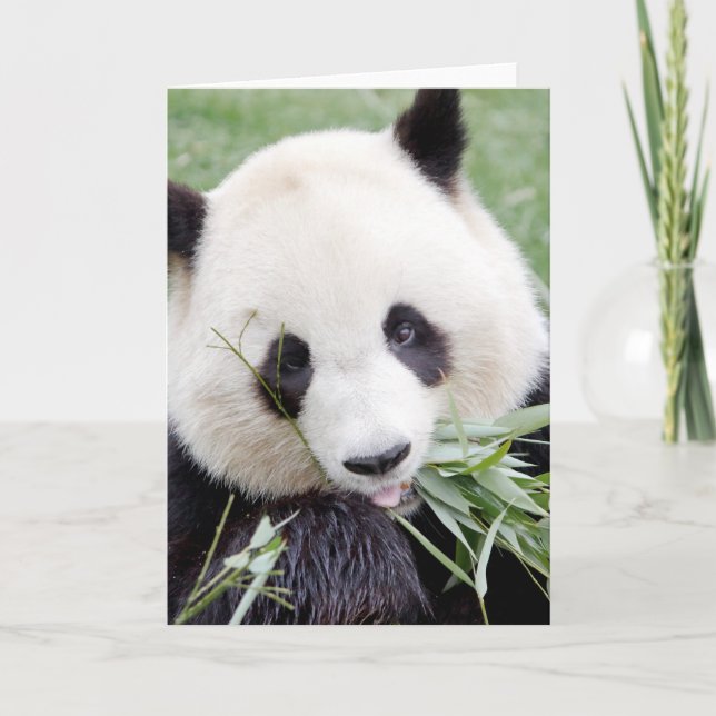 Välkomna kort Fotogigantisk panda. Pandainspektör. (Framsida)