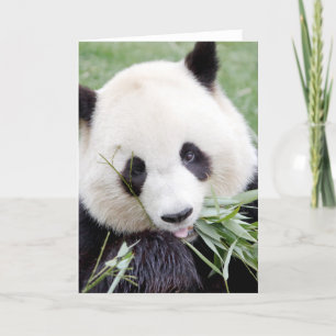 Välkomna kort Fotogigantisk panda. Pandainspektör.