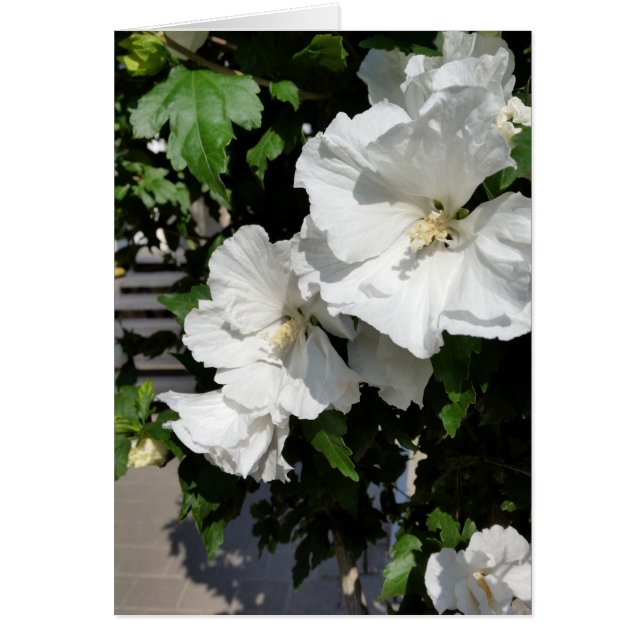 välkomnande vita blommor hälsningskort (Framsidan)