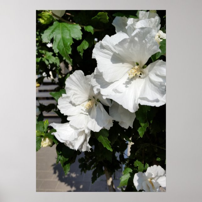 välkomnande vita blommor poster (Framsidan)