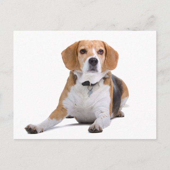 Välkomstkort för Beagle-valp Vykort (Framsida)